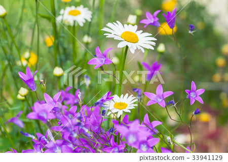 Chamomiles and other summer flowers 33941129
