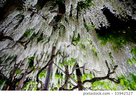 Fuji flower / Fuji flower Night view · Light up May, 2017 (Ashikaga City, Tochigi prefecture) Fuji flower / Fuji flower Night view · Light up May, 2017 (Ashikaga City, Tochigi prefecture) 33942527