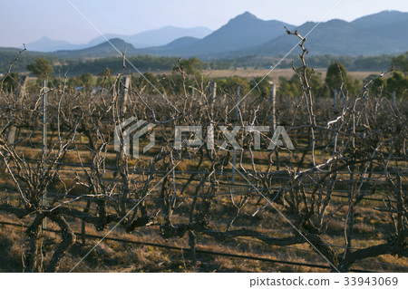 Vineyard in Mount Alford, Queensland Vineyard in Mount Alford, Queensland 33943069