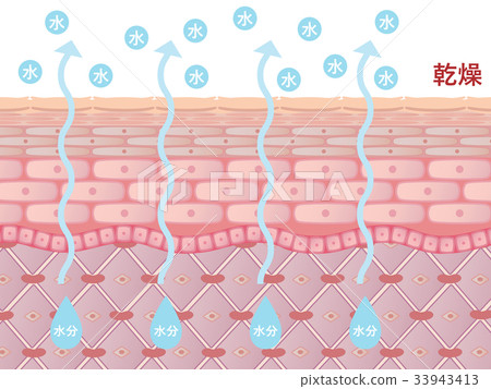 Skin Cross Section (dry) - Stock Illustration [33943413] - Pixta