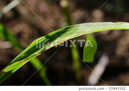 Black and white butterfly 33943502