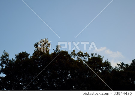 月亮,天空和樹木 月亮,天空和樹木 33944480
