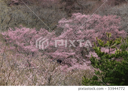 Mt Edohiganzakura Mt Edohiganzakura 33944772