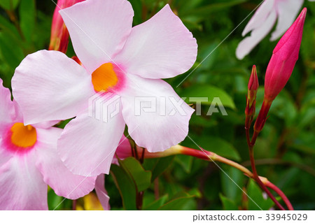 Refreshing and beautiful sun umbrella Refreshing and beautiful sun umbrella 33945029