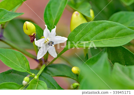 Pepper flower Pepper flower 33945171
