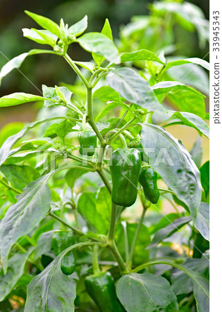 green pepper  33945343