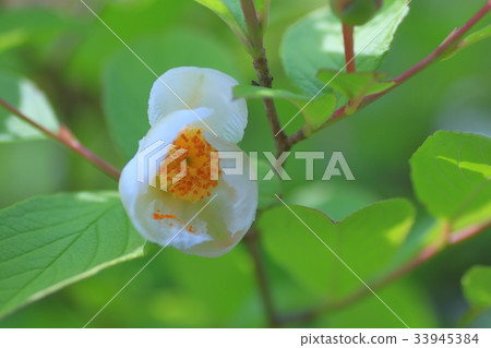 夏天的山茶花 33945384