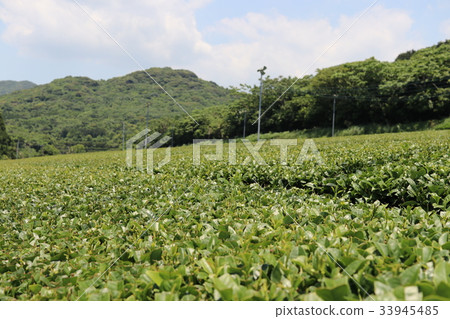 Tea fields in Kagoshima Tea fields in Kagoshima 33945485