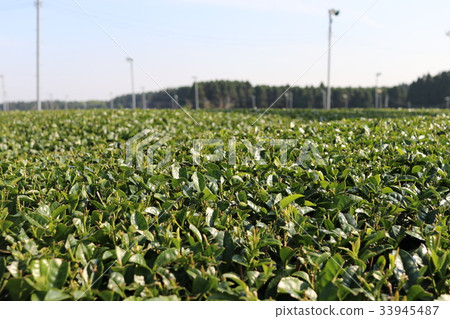 Tea fields in Kagoshima 33945487