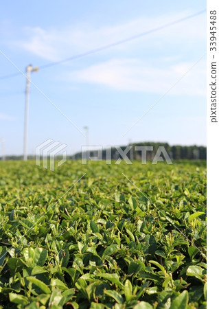 Tea fields in Kagoshima 33945488