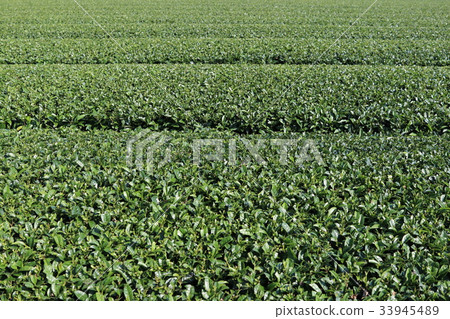 Tea fields in Kagoshima 33945489