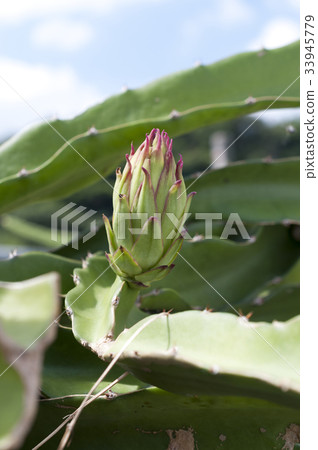 Bud of dragon fruit 33945779