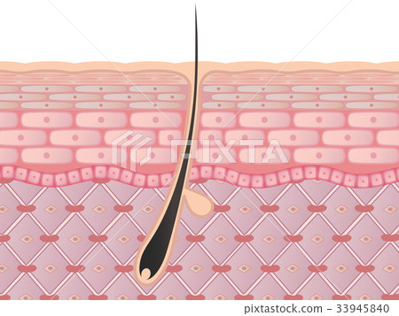 Skin cross section (hair) 33945840