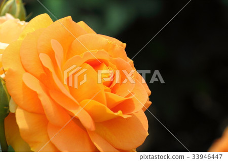 rose rose 33946447