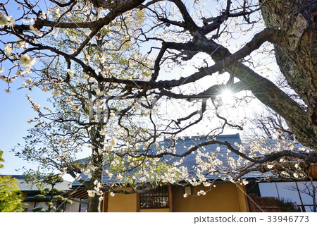梅花園 梅花園 33946773