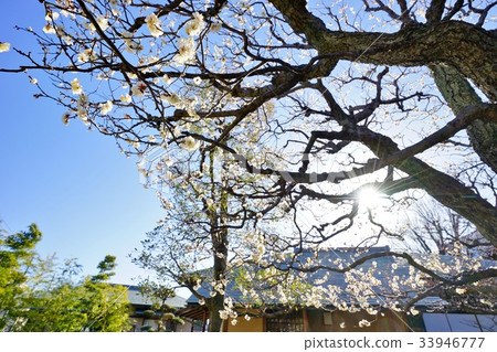 Plum of the garden Plum of the garden 33946777