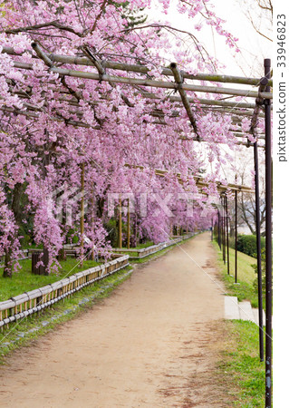 The path of half trees-cherry blossoms 33946823