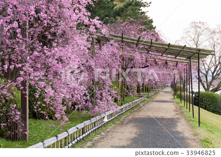 半樹櫻花的道路 半樹櫻花的道路 33946825