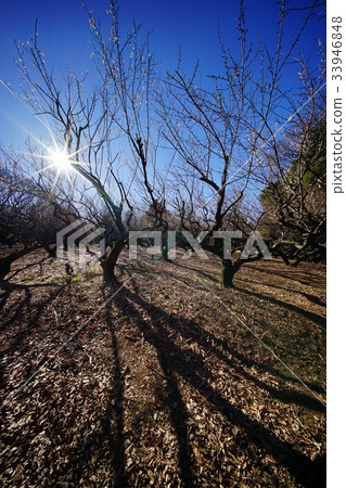 Plum forest Plum forest 33946848
