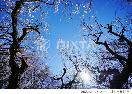 梅花樹 梅花樹 33946969