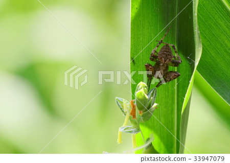 類似於有角的蜘蛛的蜘蛛 33947079