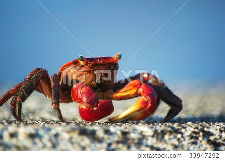 海灘螃蟹 33947292
