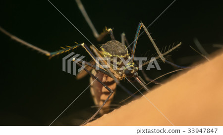 Macro of mosquito (Aedes aegypti) sucking blood 33947847