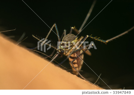 Macro of mosquito (Aedes aegypti) sucking blood 33947849