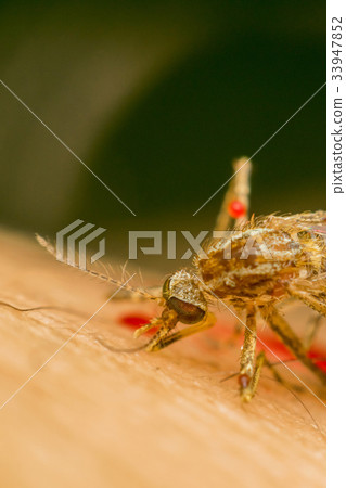 Macro of smashed mosquito (Aedes aegypti) to died 33947852