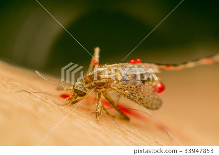 Macro of smashed mosquito (Aedes aegypti) to died Macro of smashed mosquito (Aedes aegypti) to died 33947853
