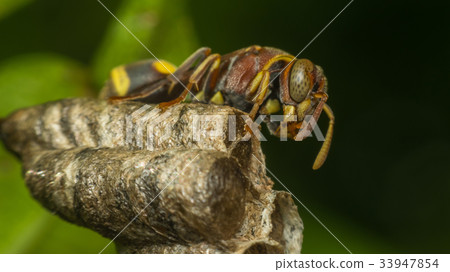 Macro of Hymenoptera on the nest in nature Macro of Hymenoptera on the nest in nature 33947854