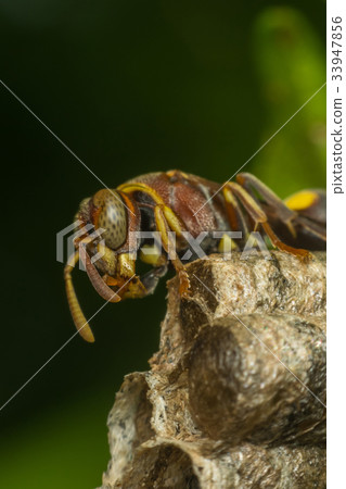 Macro of Hymenoptera on the nest in nature Macro of Hymenoptera on the nest in nature 33947856