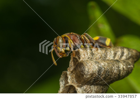 Macro of Hymenoptera on the nest in nature Macro of Hymenoptera on the nest in nature 33947857
