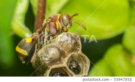 Macro of Hymenoptera on the nest in nature Macro of Hymenoptera on the nest in nature 33947858
