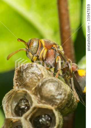 Macro of Hymenoptera on the nest in nature Macro of Hymenoptera on the nest in nature 33947859