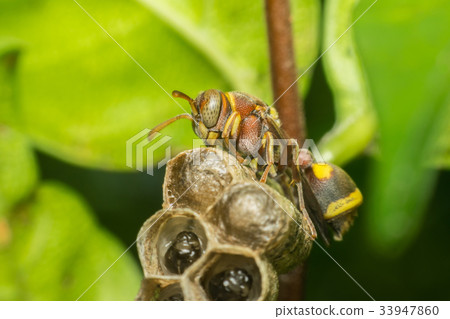 Macro of Hymenoptera on the nest in nature Macro of Hymenoptera on the nest in nature 33947860