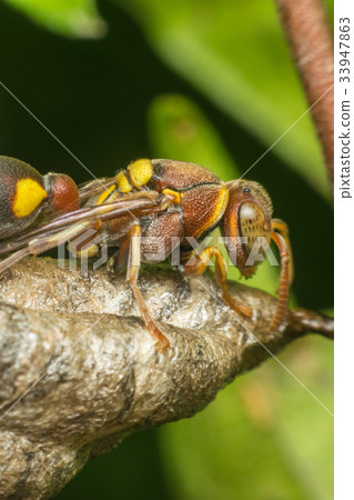Macro of Hymenoptera on the nest in nature 33947863