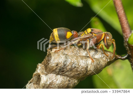 Macro of Hymenoptera on the nest in nature Macro of Hymenoptera on the nest in nature 33947864