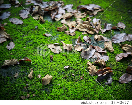 dry leaves falling on dark green moss floor dry leaves falling on dark green moss floor 33948677
