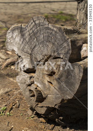 tree stump on the white background tree stump on the white background 33949130