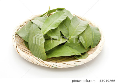 Guava leaves 33949266