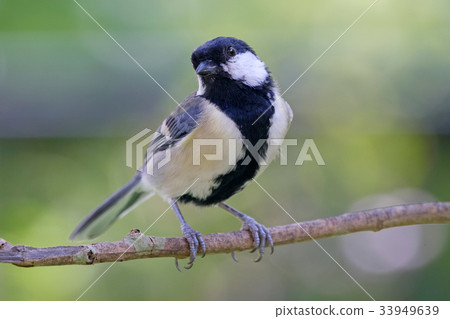 大山雀 33949639