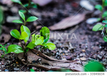 Plant 33949834