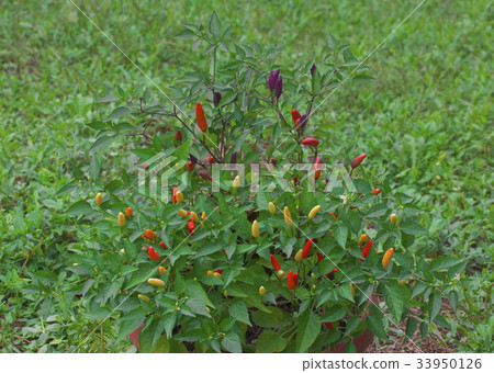 Tabasco Chilli Bush 33950126