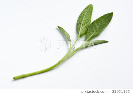 Sage 33951165