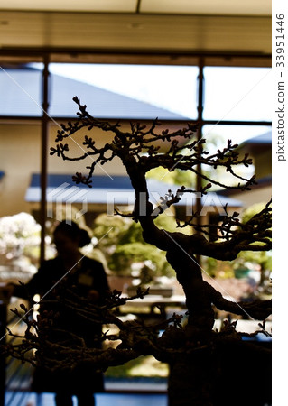 埼玉市大宮盆景藝術博物館 埼玉市大宮盆景藝術博物館 33951446