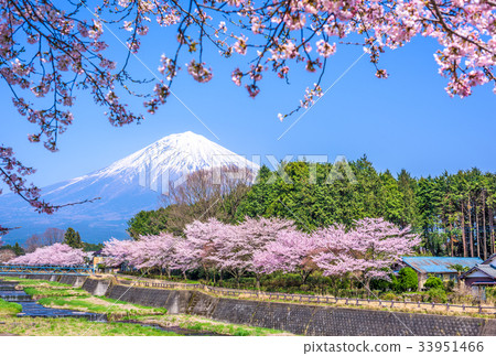 Mt. Fuji in Spring 33951466