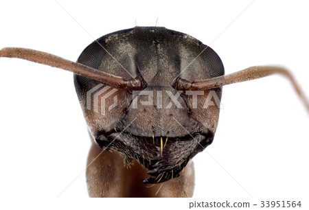 Head of ant 33951564