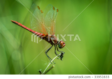 Dragonfly on grass Dragonfly on grass 33951633