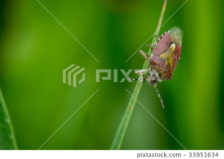 hairy sloe shield bug 33951634